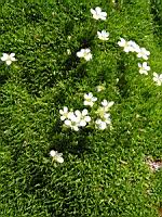 Arenaria Rosani (fam Caryophyllacees) (Europe meridionale) (02) (Photo F. Mrugala)